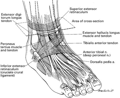 Diagram Showing The Tendons And Ligaments Of The Ankle And Foot