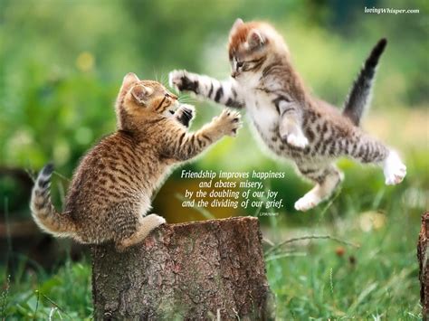 Cute Animal Friendship Wallpapers With Quotes Quotesgram