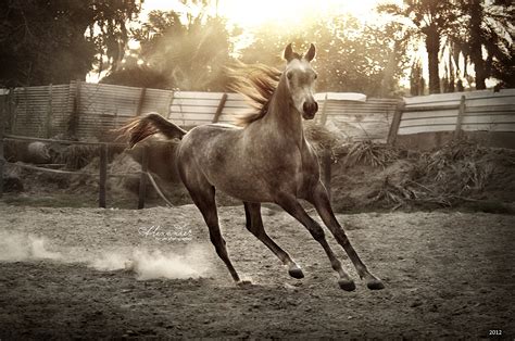 Arabian Horse In Sunset By Intelligentdesigner On Deviantart