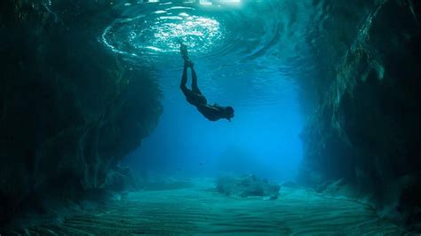Hd Wallpaper Underwater Best Diving Sites Dolphin Wallpaper Flare
