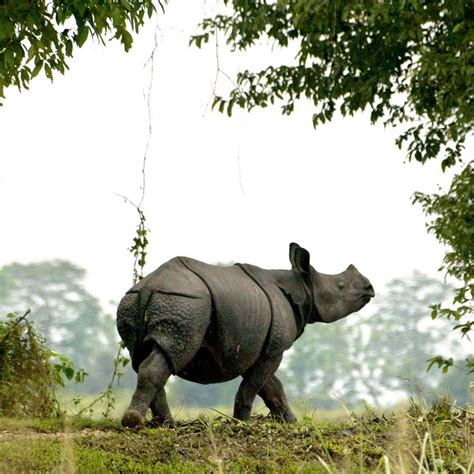 Nepal The Land Of The Himalayas Endangered Rhino Count Has Begun In