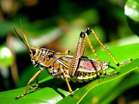 Middle french peste, from latin pestis date: Plant pests and diseases - Free ZIMSEC & Cambridge ...