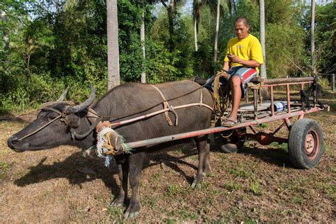 Carabao Cart Duane Newt M Flickr