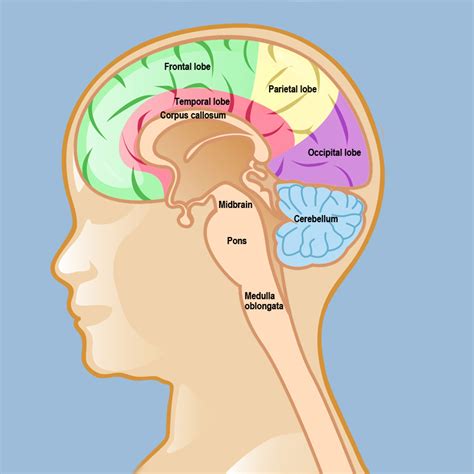 Brain Tumors In Children Weill Cornell Brain And Spine Center