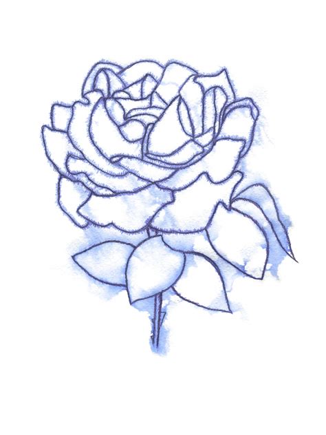 Violet Ink Sketched Rose Free Stock Photo Public Domain Pictures