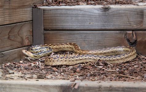 Happy To See A Snake In The Garden Gottlieb Native Garden