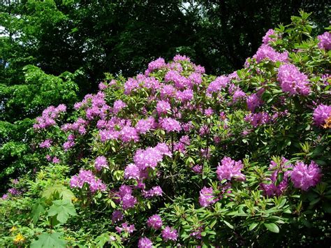 Der ideale zeitpunkt, um den rhododendron zu schneiden, ist kurz nach seiner blüte. Rhododendron schneiden: Wann und wie richtig schneiden ...