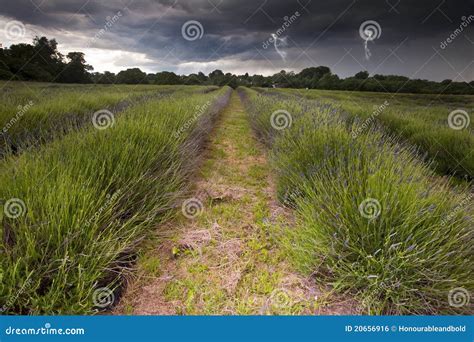 Lightening Flashs In Storm Clouds Over Lavender Stock Photo Image Of