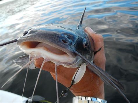 It is 2 square kilometres in area with an average depth of 3.1 m and holds just over 6000 ml. Gorgeous Lake Gregory | Fishing - Fishwrecked.com ...