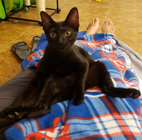 Black Cat Appreciation Day is Today - A.R.F.-Animal Rescue ...