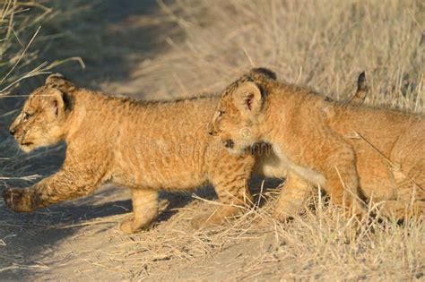 Lions Kids Stock Image Image Of Nature Young Cute 26753547
