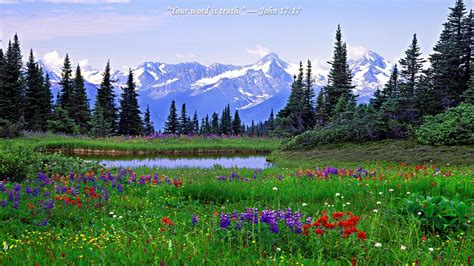 Rocky Mountain Wildflowers Photos 18 Desktop Wallpaper