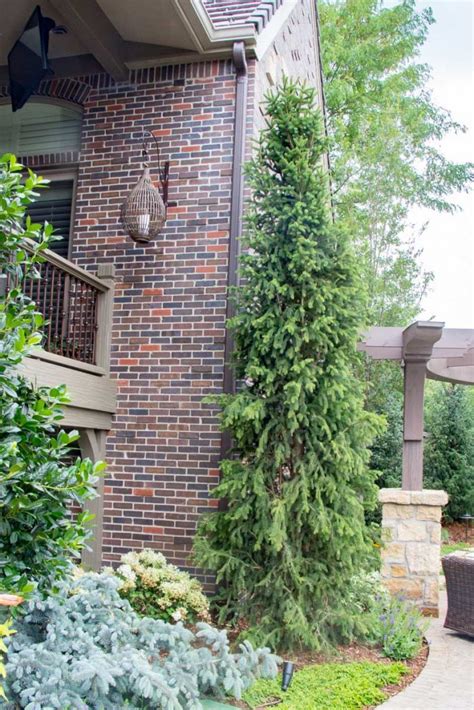 Conifer, evergreen, narrow columnar habit, may grow about 1 ft (30 cm) per year to mature height of 30 ft (9 m) tall but only 4 ft (1.2 m) wide at the base, branches densely arranged, ascending steeply. spruce-columnar-norway - Tree Top Nursery & Landscape Inc.