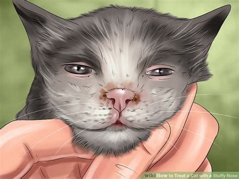 My cat has a runny nose. How to Treat a Cat with a Stuffy Nose: 10 Steps (with ...