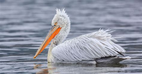International Conservation Action For Dalmatian Pelicans Aewa