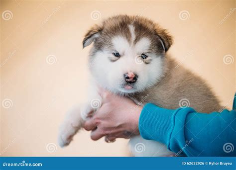 Alaskan Malamute Puppy Dog Sits In Hands Of Owner Stock Photo Image