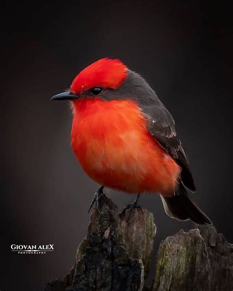 Bestbirdsplanet For More Beautiful Birds In Nature