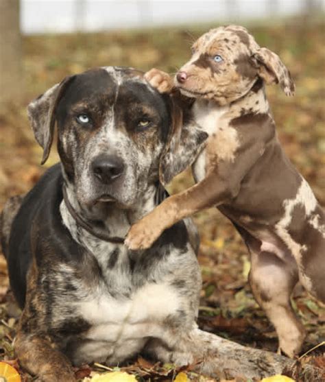 10 Cool Facts About Catahoula Leopard Dogs