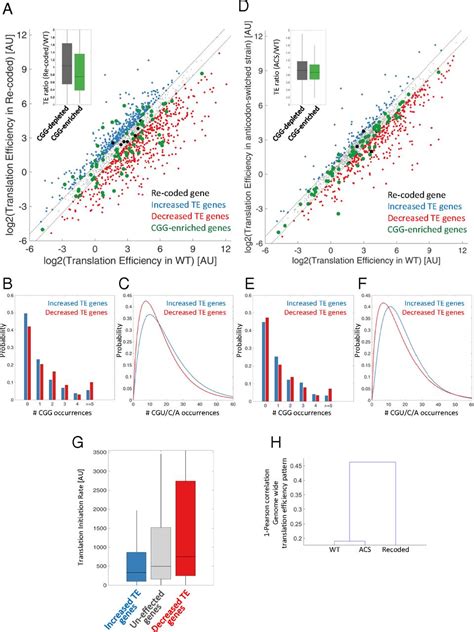 Codon Usage Of Highly Expressed Genes Affects Proteome Wide Translation