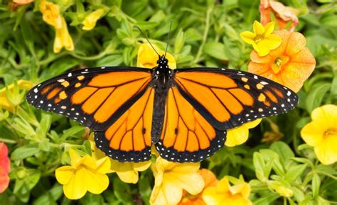 Monarch Butterfly Identification Life Cycle Migration Facts And Pictures