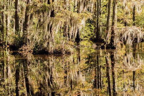 Carolina Swamp Photograph By Difigiano Photography