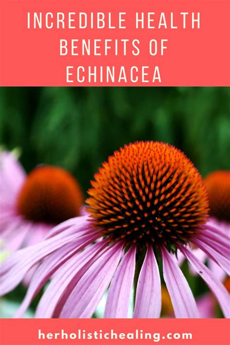 Health Benefits Of Echinacea In 2021 Boosting Immune System Naturally