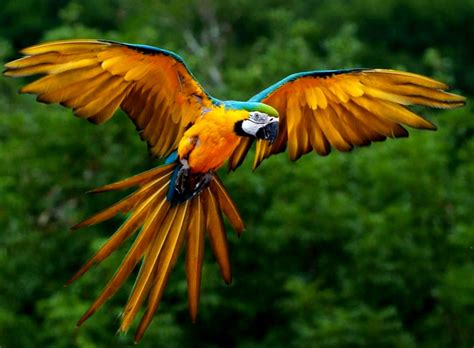 Animals in tropical rainforests can be as diverse as exotic birds, colorful frogs, large insects, and large cats. Endangered Tropical Rainforest Animals | Wallpapers No Limit