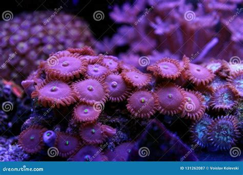 Zoanthus Colony Polyps Coral In Reef Saltwater Aquarium Tank Stock