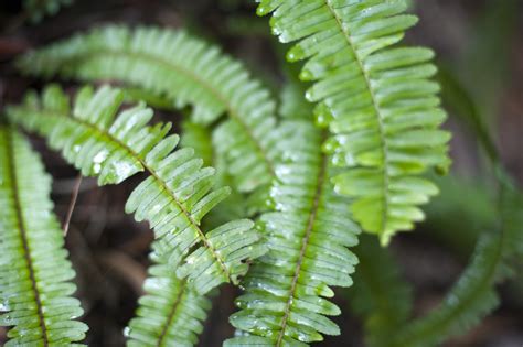 Free Stock Photo 10959 Sword Fern Fronds Freeimageslive