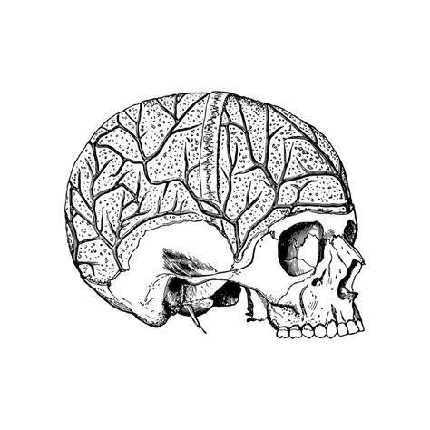 Premium Vector Anatomy Sketch Of The Human Skull Vector Illustration