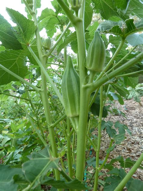Okra grows best in light, deeply worked soil rich in organic matter. 'Star of David' Okra | Vegetable Plants | Pinterest | Okra ...