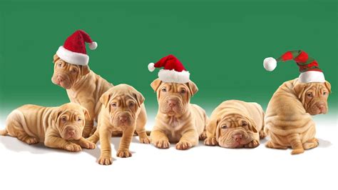 Christmas Puppy Wallpapers Wallpaper Cave