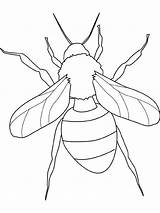 Coloring Insect Learn Insects Bug Coloringsky Fly sketch template