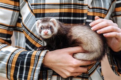 How To Hold A Ferret Correctly With Pictures And Video Pet Keen