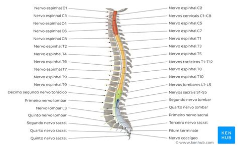 Coluna Vertebral Anatomia Vértebras Articulações Kenhub