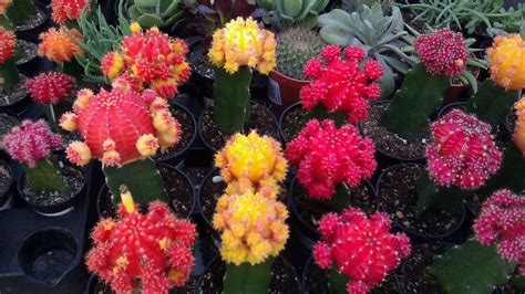 Set of different house plants with green leaves in pots. Varieties of Flower Shot in Many Different Shape | RedGage