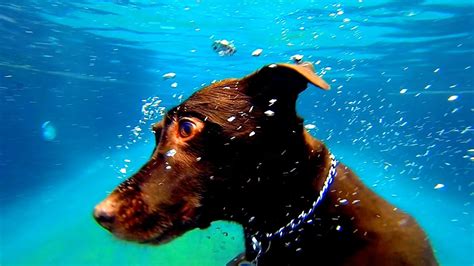 Dog Diving Underwater Youtube