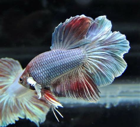 Lift your spirits with funny jokes, trending memes, entertaining gifs, inspiring stories, viral videos, and so much. Opal betta fish #betta #fish _ betta fish tank, betta fish ...