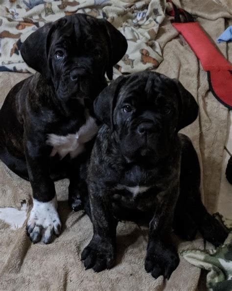 Solid black and black brindle colors. Cane Corso Puppies For Sale | Florida Avenue Northwest, DC ...
