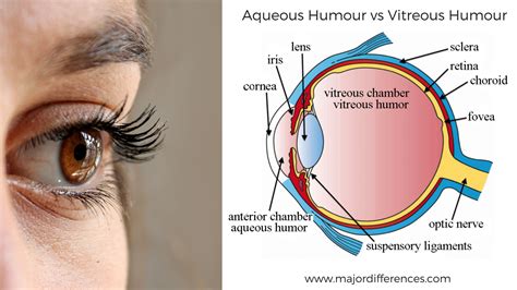 Difference Between Aqueous Humour And Vitreous Humour Aqueous Humour