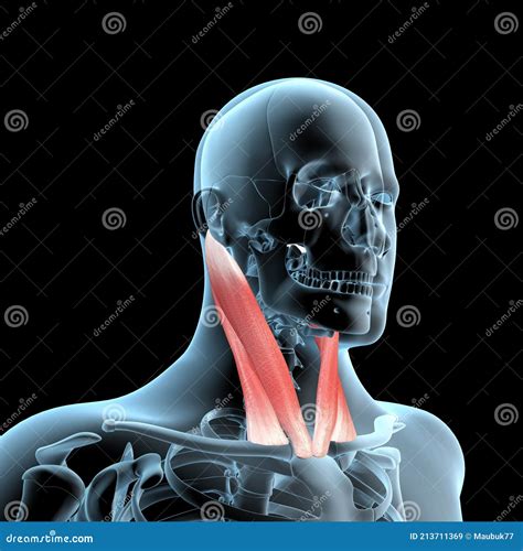 3d Illustration Of Sternocleidomastoid Muscles Anatomical Position On
