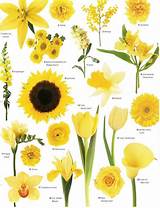 Pictures Of All Different Kinds Of Flowers Images