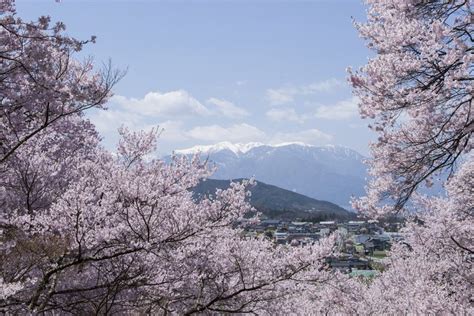 高遠の桜（伊那市観光協会様からお写真をご提供いただきました。）