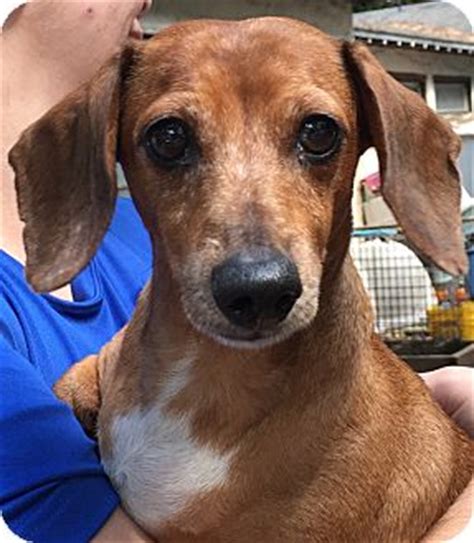 There are so many loving adoptable pets right in your community waiting for a family to call their own. Orlando, FL - Dachshund. Meet Dixie a Dog for Adoption.