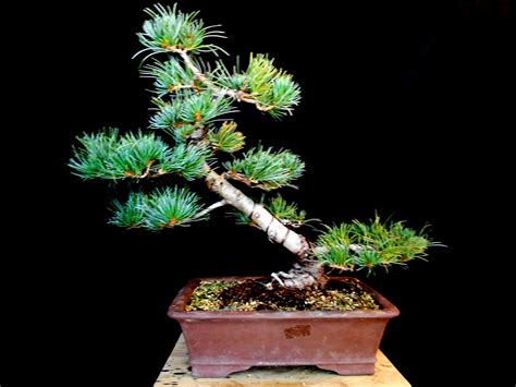 Japanese White Pine Pinus Parviflora Bonsai By Fields Llc