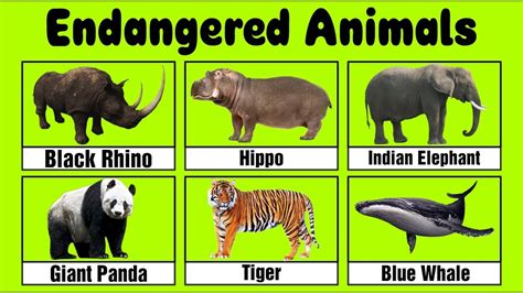 Endangered Animals For Kids Youtube