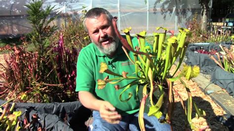 This weekend it's all amount the #pitcher #plant. Carnivorous Plant Care for October 2017 - YouTube