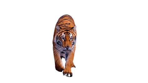 Best 111 Tiger Png Hd Transparent Background A1png
