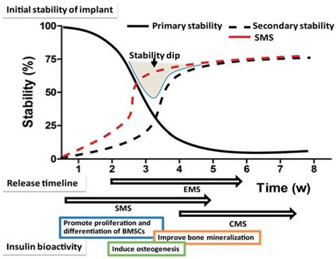 Initial Stability Of The Implant And The Release Timeline Of The Three
