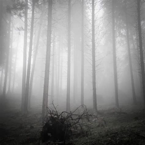Foggy Forest With Trees And Fallen Branches In The Foreground Black